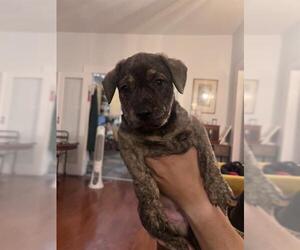 American Staffordshire Terrier-Unknown Mix Dogs for adoption in San Antonio, TX, USA