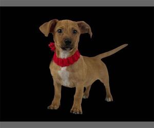 Dachshund Dogs for adoption in Winter, WI, USA