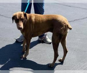 Doberman Pinscher Dogs for adoption in El Cajon, CA, USA