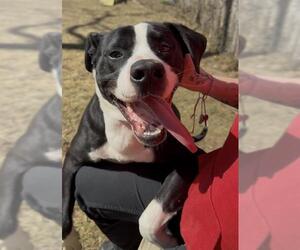 American Staffordshire Terrier-Unknown Mix Dogs for adoption in Brewster, MA, USA