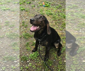Plott Hound-Unknown Mix Dogs for adoption in Glen Allen, VA, USA