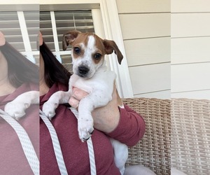 Jack Chi Dogs for adoption in Holly Springs, NC, USA