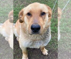 Mutt Dogs for adoption in Calgary, Alberta, Canada