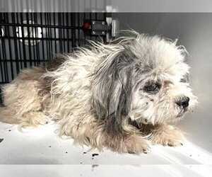 Shih Tzu Dogs for adoption in Houston, TX, USA