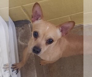 Chihuahua Dogs for adoption in Canon City, CO, USA