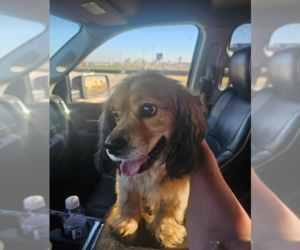 Dachshund-Unknown Mix Dogs for adoption in Cranston, RI, USA