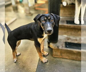 Mutt Dogs for adoption in Chicago, IL, USA