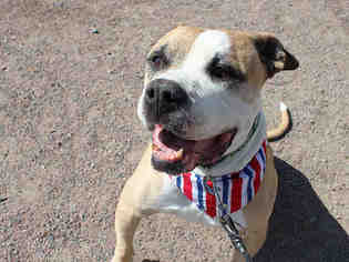 American Bulldog Dogs for adoption in Brighton, CO, USA
