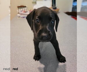 Doxle Dogs for adoption in Aurora, IN, USA