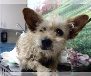 Mutt Dogs for adoption in Moreno Valley, CA, USA