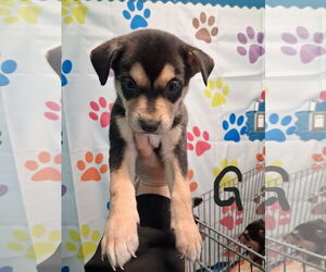 Labrador Retriever-Unknown Mix Dogs for adoption in Houston, TX, USA