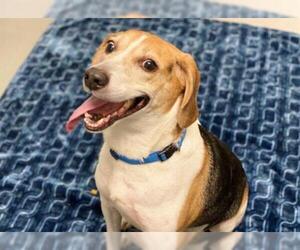 English Foxhound Dogs for adoption in Norfolk, VA, USA