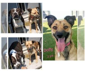 Shepradors Dogs for adoption in Gilbert, AZ, USA