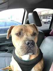 American Staffordshire Terrier-Bulldog Mix Dogs for adoption in Benton City, WA, USA