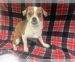 Chihuahua Dogs for adoption in HESPERIA, CA, USA