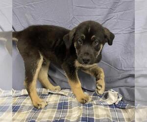 Labrador Retriever-Siberian Husky Mix Dogs for adoption in Modesto, CA, USA