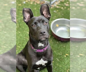 German Shepherd Dog-Huskies  Mix Dogs for adoption in SACRAMENTO, CA, USA