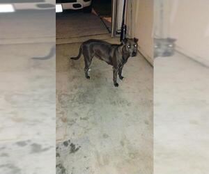 Medium Photo #1 American Staffordshire Terrier Puppy For Sale in San Antonio, TX, USA