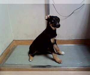 German Shepherd Dog-Unknown Mix Dogs for adoption in Martinez, CA, USA