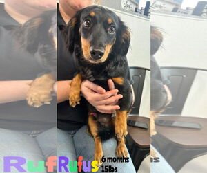 Dachshund-Unknown Mix Dogs for adoption in Woodbury, NY, USA