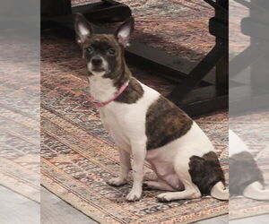 Chihuahua-Unknown Mix Dogs for adoption in Salt Lake City, UT, USA