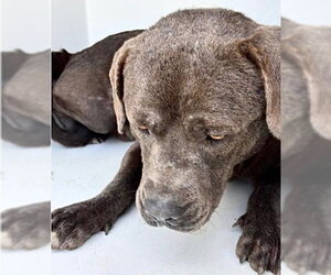 Staffordshire Bull Terrier Dogs for adoption in Houston, TX, USA