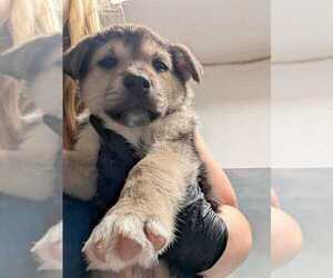 Labrador Retriever-Unknown Mix Dogs for adoption in Calgary, Alberta, Canada