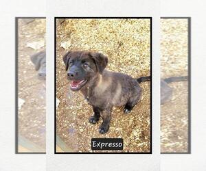 Mutt Dogs for adoption in Granbury, TX, USA