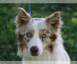 Australian Shepherd Dogs for adoption in Cookeville, TN, USA