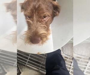 German Wirehaired Pointer Dogs for adoption in Stockton, CA, USA