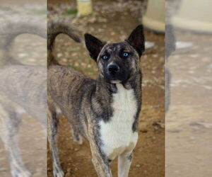 Huskies -Unknown Mix Dogs for adoption in Evansville, IN, USA