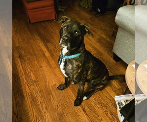 Mountain Cur-Unknown Mix Dogs for adoption in Ball Ground, GA, USA