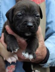 Medium Photo #1 American Pit Bull Terrier-Labrador Retriever Mix Puppy For Sale in Danbury, CT, USA