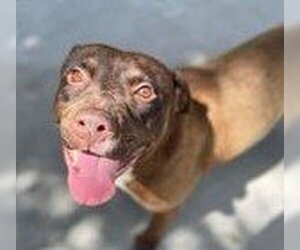 Labrador Retriever-Unknown Mix Dogs for adoption in Roswell, GA, USA