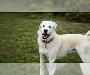 Akbash-Great Pyrenees Mix Dogs for adoption in Bend, OR, USA