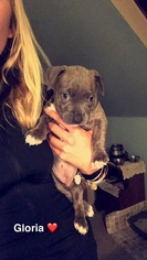 Medium Photo #1 Masti-Bull Puppy For Sale in Clarkston, MI, USA