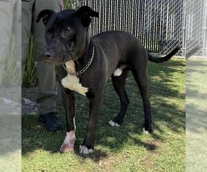 American Pit Bull Terrier Dogs for adoption in Camarillo, CA, USA
