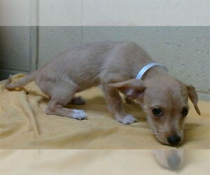 Mutt Dogs for adoption in Downey, CA, USA