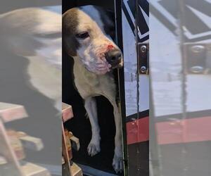 American Staffordshire Terrier-Unknown Mix Dogs for adoption in San Antonio, TX, USA