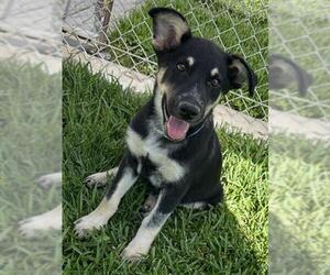 German Shepherd Dog Dogs for adoption in Riverside, CA, USA