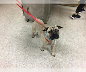 Pug Dogs for adoption in Riverside, CA, USA