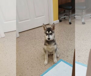 - Mix Dogs for adoption in York, SC, USA