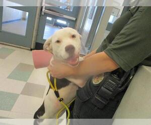 Pointer-Unknown Mix Dogs for adoption in Oklahoma City, OK, USA