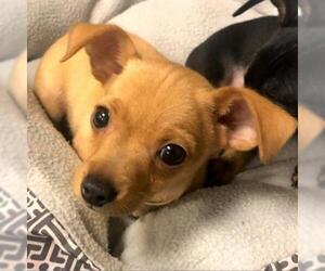 Medium Photo #1 Miniature Pinscher Puppy For Sale in Tempe, AZ, USA