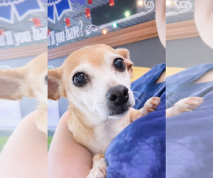 Chihuahua Dogs for adoption in Thomasville, NC, USA