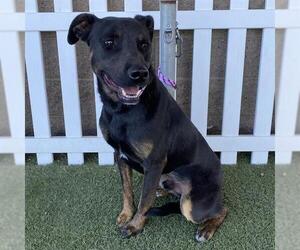 Rottweiler-Unknown Mix Dogs for adoption in Modesto, CA, USA