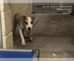 American Pit Bull Terrier-Unknown Mix Dogs for adoption in Ocala, FL, USA