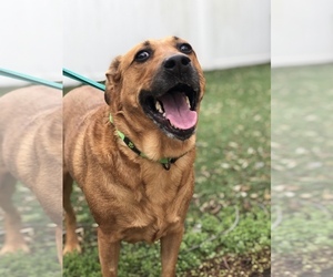 Labrador Retriever Dogs for adoption in Silver Spring, MD, USA