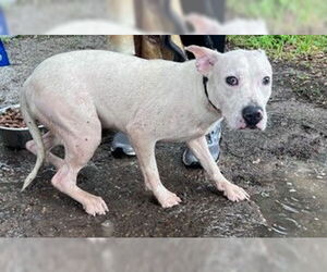 Staffordshire Bull Terrier-Unknown Mix Dogs for adoption in Houston, TX, USA
