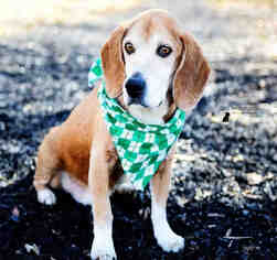 Medium Photo #1 Beagle Puppy For Sale in Peoria, IL, USA
